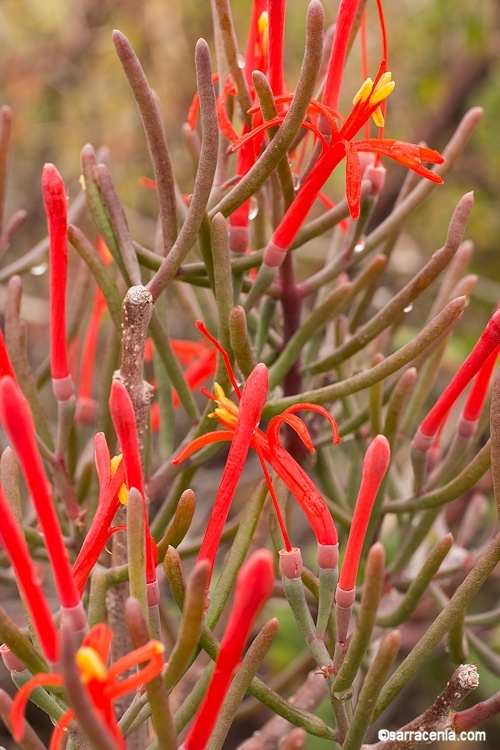 Image of Psittacanthus sonorae (Watson) J. Kuijt