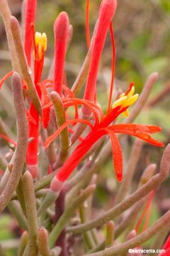 Image of Psittacanthus sonorae (Watson) J. Kuijt