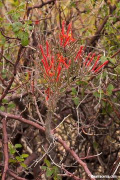 Image of Psittacanthus sonorae (Watson) J. Kuijt