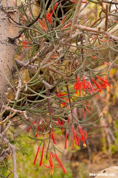 Image of Psittacanthus sonorae (Watson) J. Kuijt