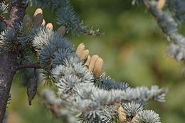 Image of Atlas Cedar