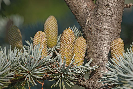 Image of Atlas Cedar