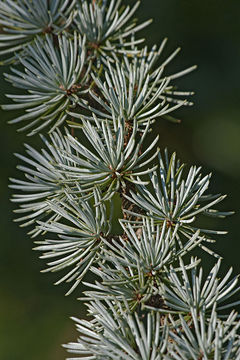 Image of Atlas Cedar