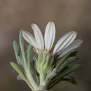 Image of Hooker's Townsend daisy