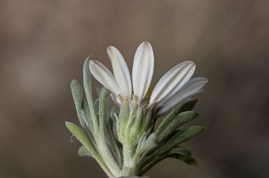 Image of Hooker's Townsend daisy