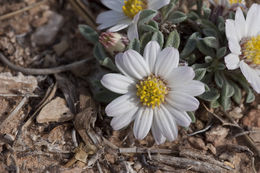 Image of Hooker's Townsend daisy
