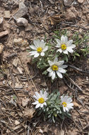 Image of Hooker's Townsend daisy