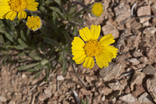 Tetraneuris acaulis var. arizonica (Greene) K. F. Parker的圖片