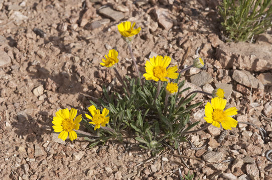 Image of Arizona four-nerve daisy