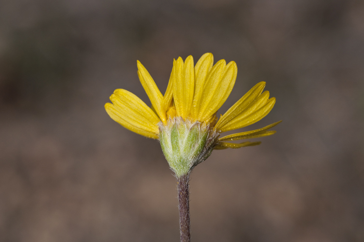 Image of Arizona four-nerve daisy