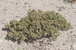 <i>Picrothamnus desertorum</i>的圖片