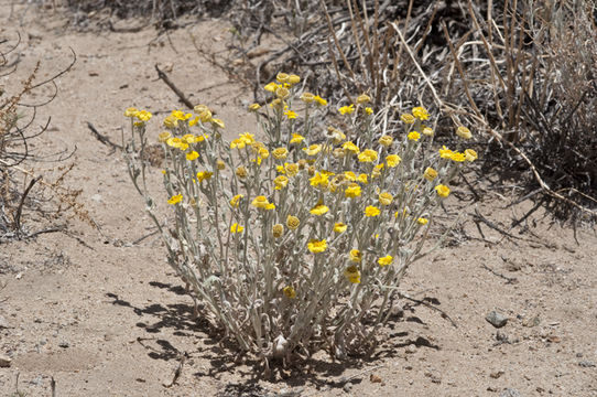 Image of woolly desert marigold