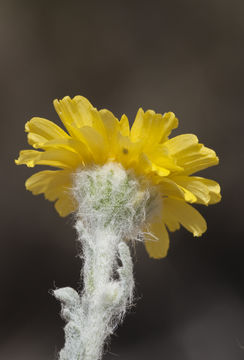 Image of woolly desert marigold