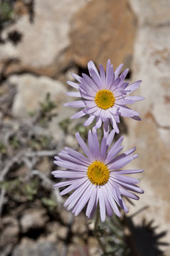 Image of silver fleabane