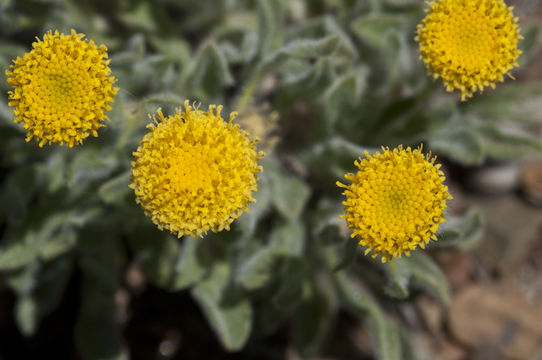 Image of sagebrush fleabane