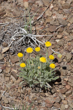 Image of sagebrush fleabane