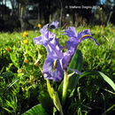 Image of Iris planifolia (Mill.) T. Durand & Schinz