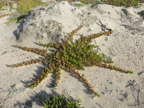 Image of ice plant