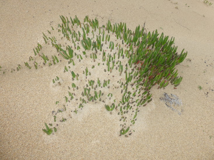 Plancia ëd Carpobrotus chilensis (Molina) N. E. Br.