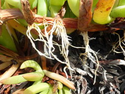 Image of ice plant