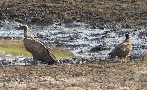 Image of White-backed Vulture