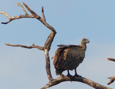 Image of White-backed Vulture