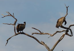 Image of White-backed Vulture