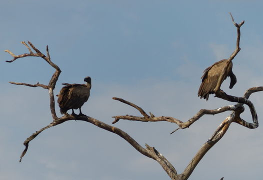 Image of White-backed Vulture