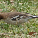 Image of sparrow-weaver