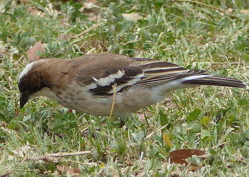 Image of White-browed Sparrow-Weaver