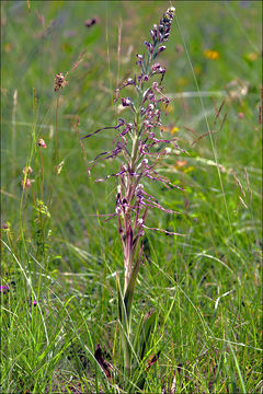 Himantoglossum adriaticum H. Baumann resmi