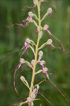 Image of Adriatic lizard orchid