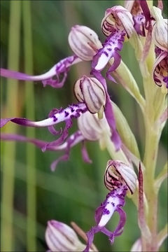 Image of Adriatic lizard orchid