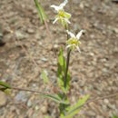 Image of <i>Streptanthus glandulosus</i> ssp. <i>josephinensis</i>