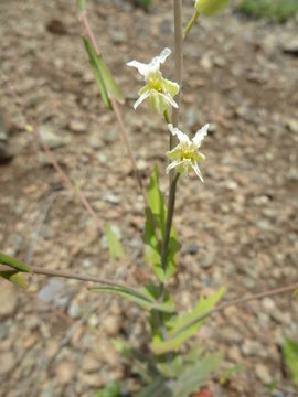 Image of <i>Streptanthus glandulosus</i> ssp. <i>josephinensis</i>