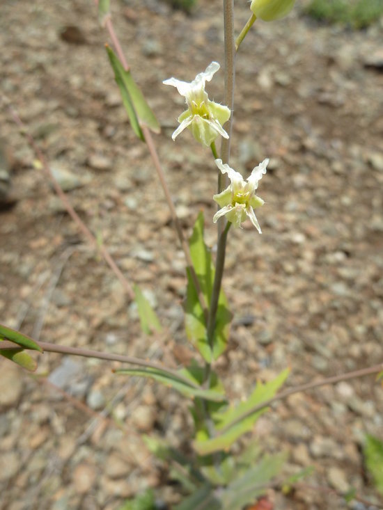 Слика од <i>Streptanthus glandulosus</i> ssp. <i>josephinensis</i>
