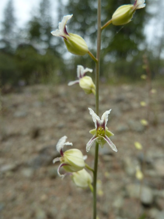 Image of <i>Streptanthus glandulosus</i> ssp. <i>josephinensis</i>