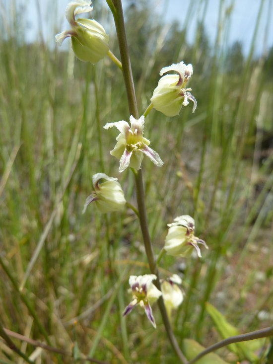 Image of <i>Streptanthus glandulosus</i> ssp. <i>josephinensis</i>
