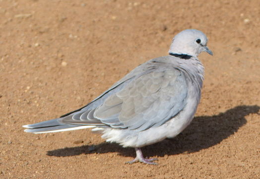 Image of Cape Turtle Dove