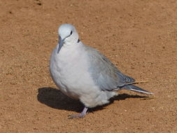 Image of Cape Turtle Dove