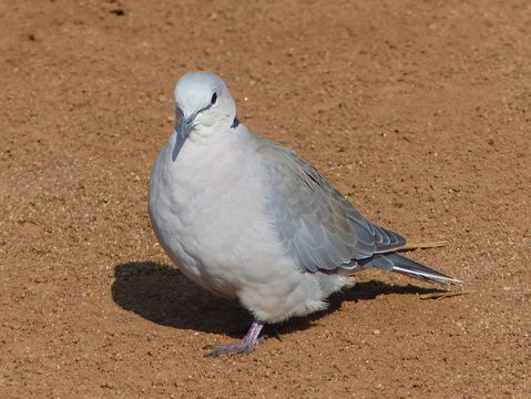 Imagem de Streptopelia capicola (Sundevall 1857)