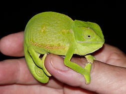 Image of Common African Flap-necked Chameleon