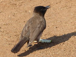 Image of Common Bulbul