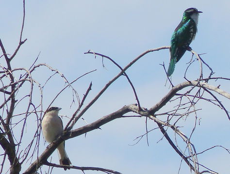 Image of Dideric Cuckoo