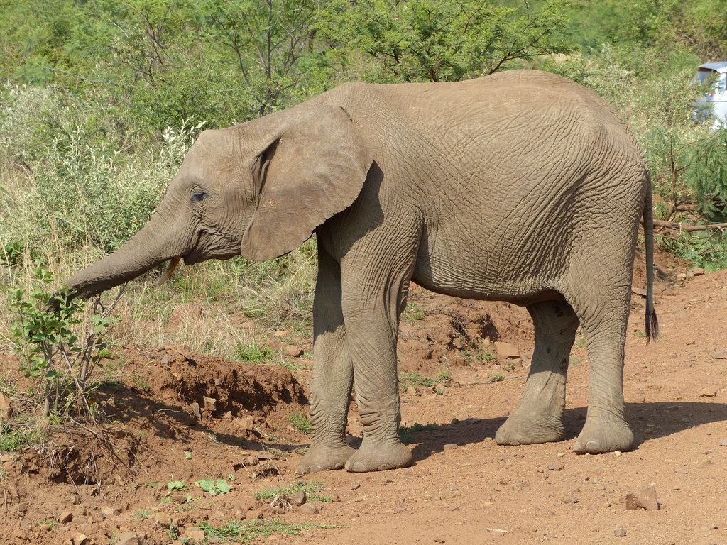 Image of African bush elephant