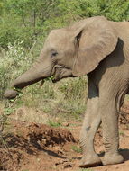 Image of African bush elephant