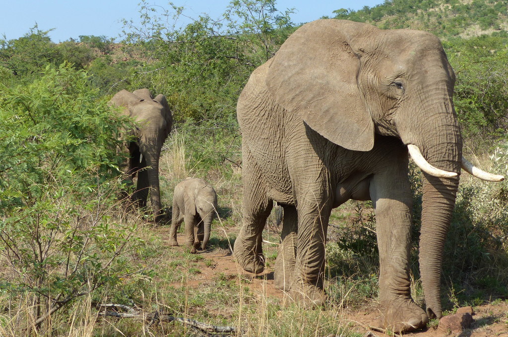 Image of African bush elephant