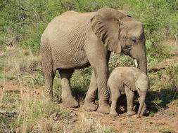 Image of African bush elephant