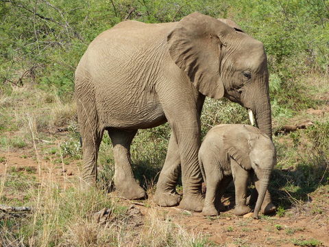 Image of African bush elephant