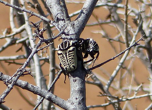 Image de Goliathus albosignatus Boheman 1857